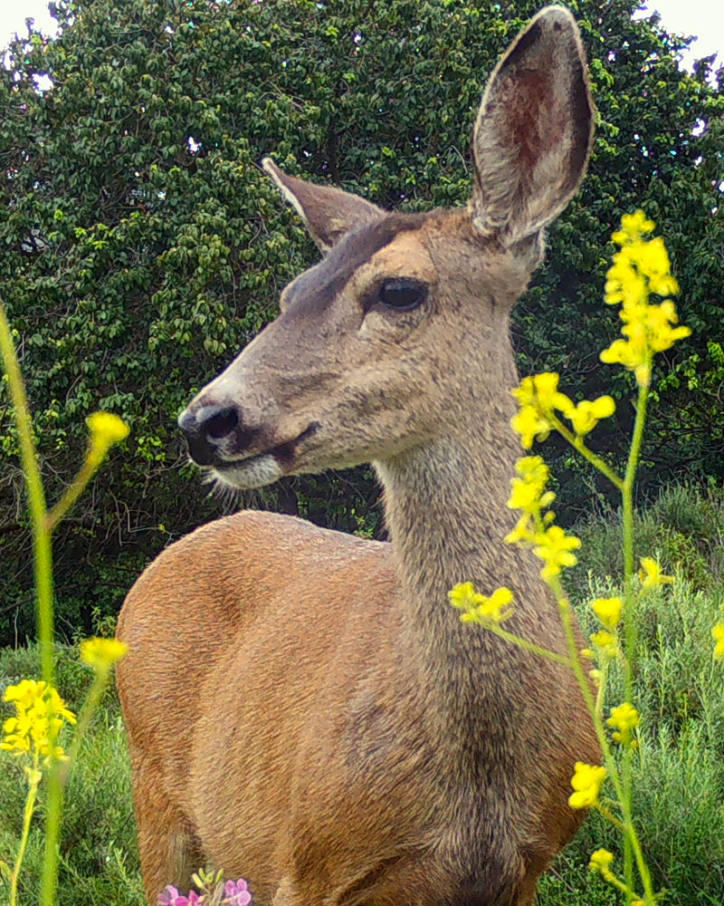Mule-deer-(2)-3-4