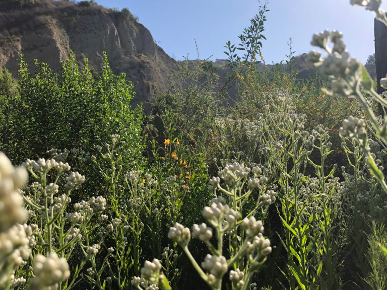 20200513 Sycamore Canyon wildlflowers 1 768x576