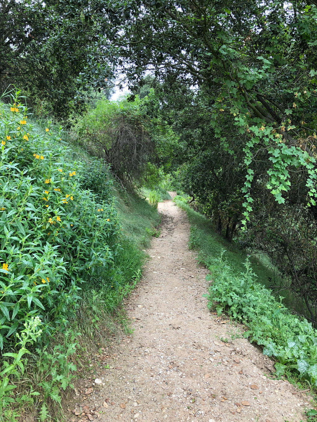 Coyote trail Hacienda Hills 20200429