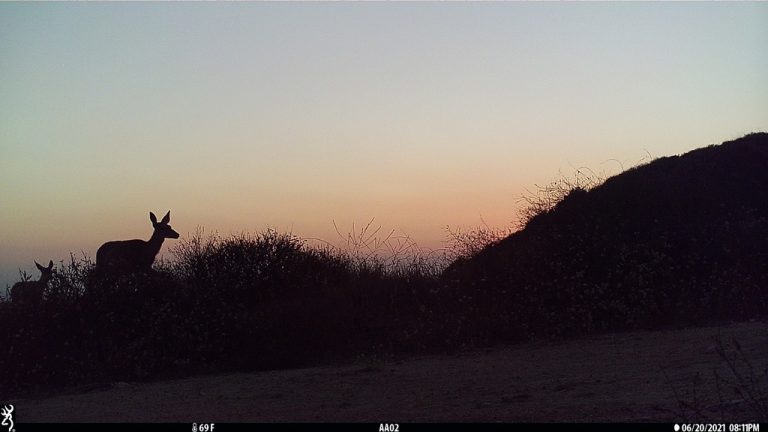 Peppergrass deer with fawn 20210620 768x432