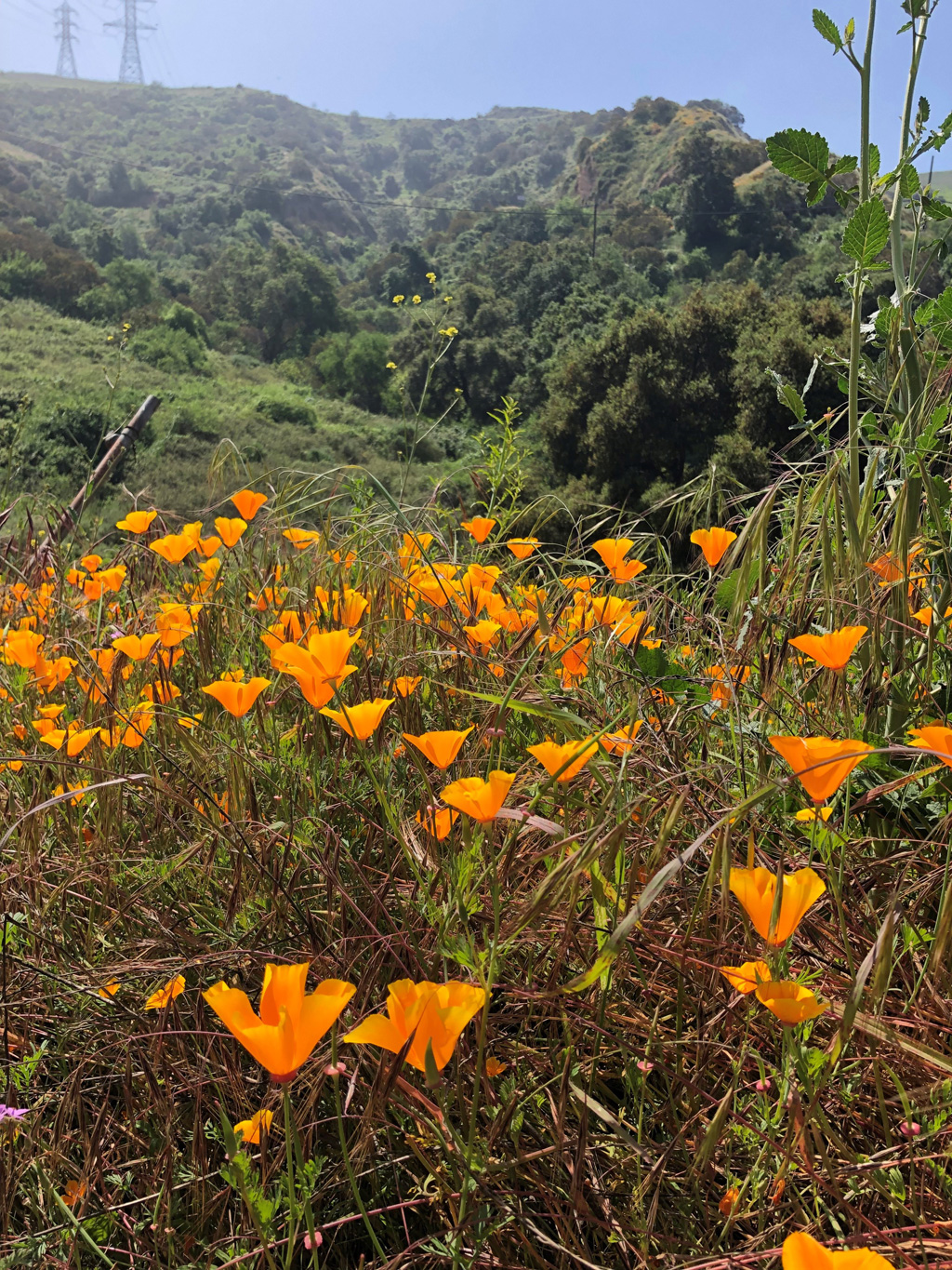 Turnbull flowers photo from Michelle April 1