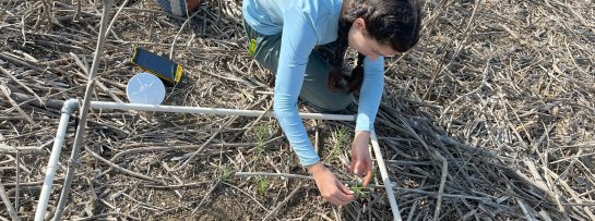 Adriana Cox-Gonzalez_goat grazing data collection